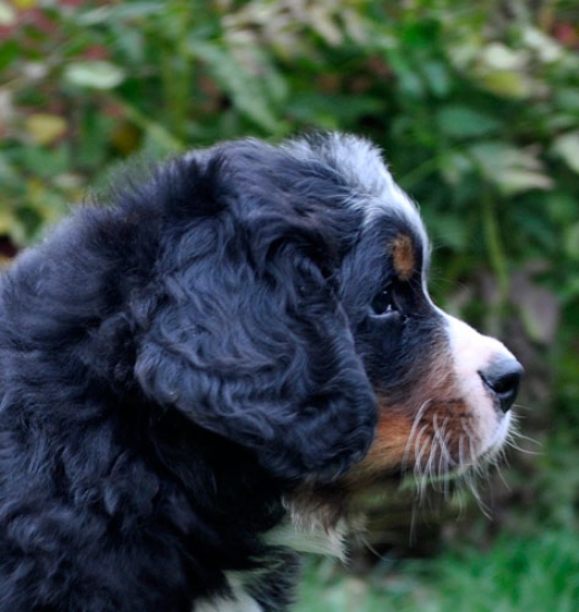 6 weeks 3