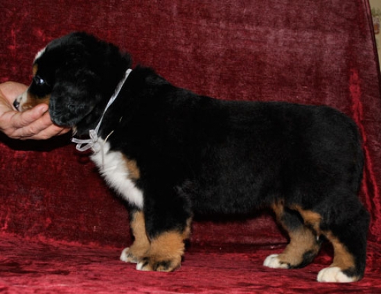 s white 6weeks 1