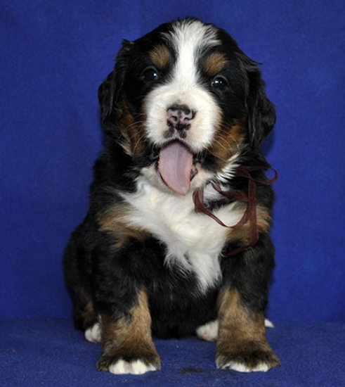 4 weeks 5