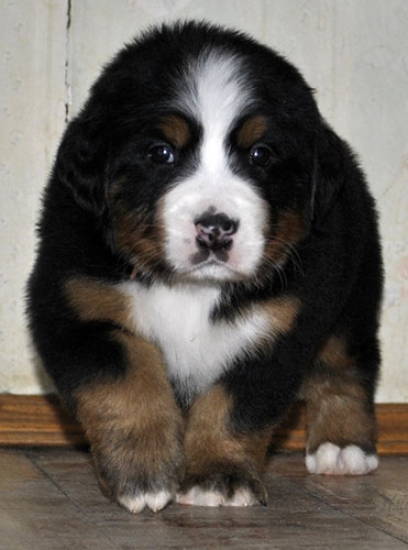 5 weeks 1