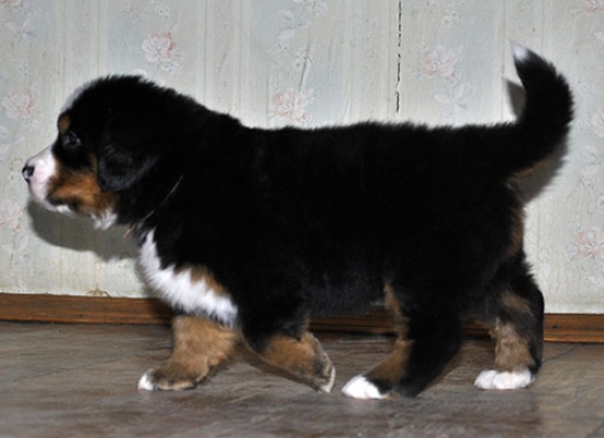 5 weeks 4