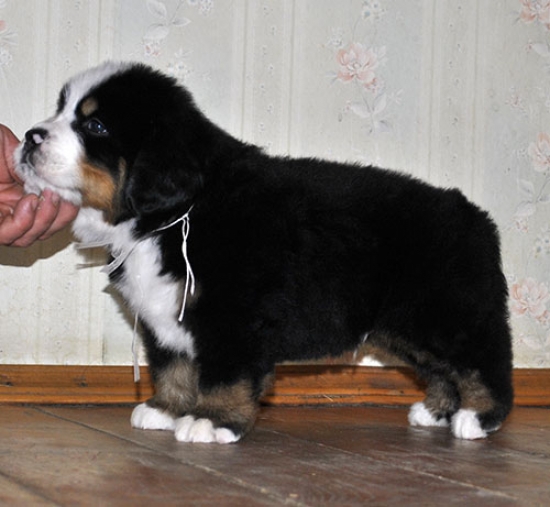 m white 5weeks 6
