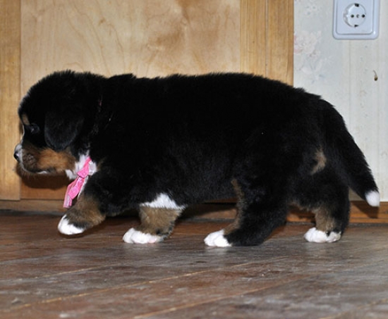 f w pink 5weeks 5