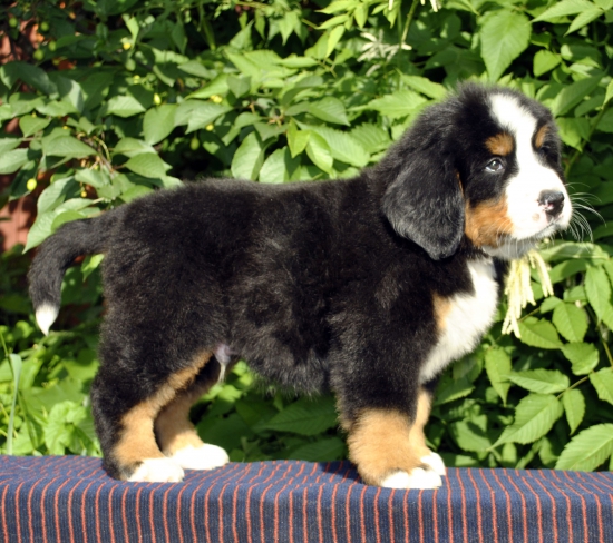 m brown 7 weeks 3