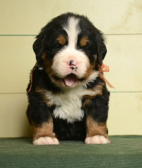 f orang 4 weeks