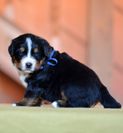 4 weeks