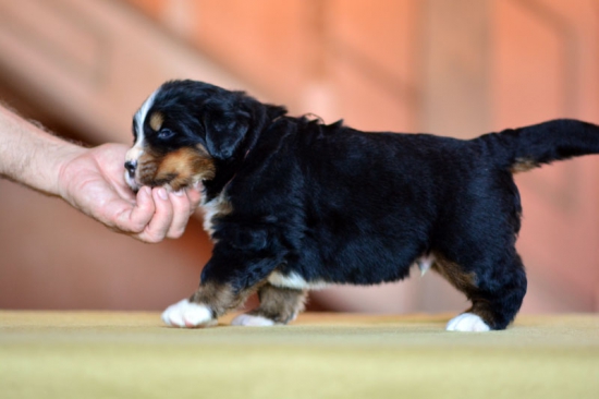 4 weeks 1