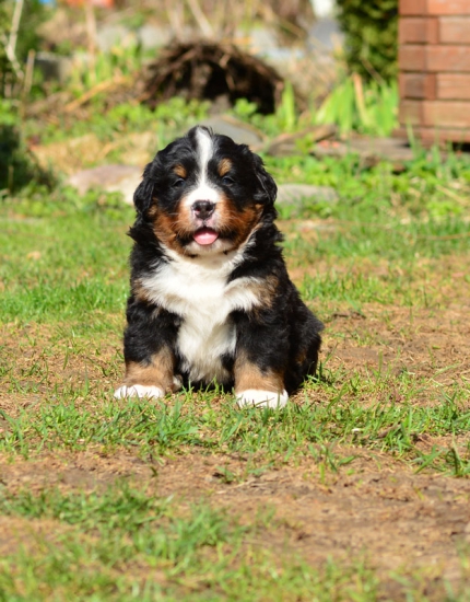 5 weeks 4