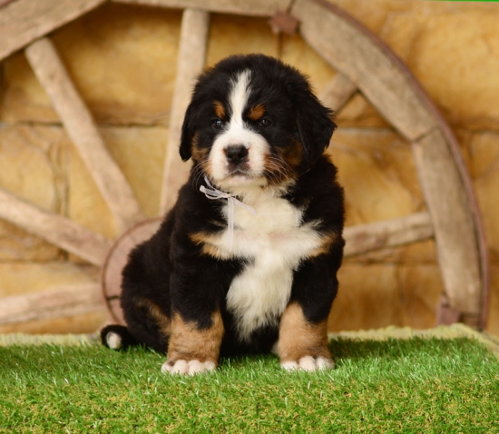 6 weeks