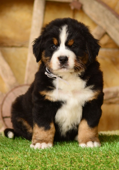 6 weeks 