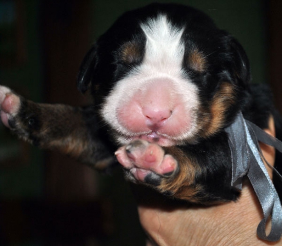 m gray 7 days