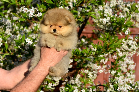 8 weeks