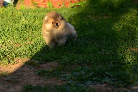 8 weeks 1