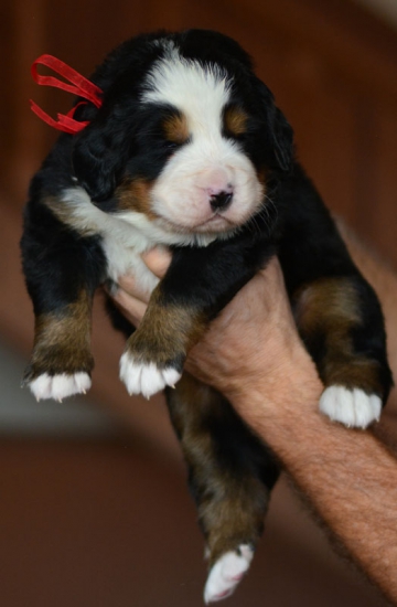 f red 3 weeks