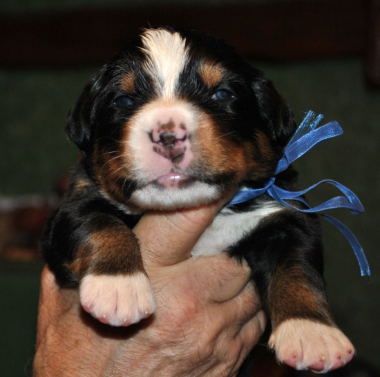 m blue 15 days