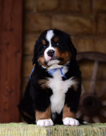 m blue 5 weeks1