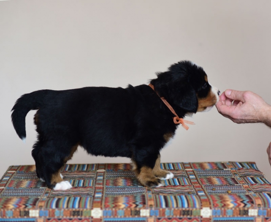 5 weeks 9