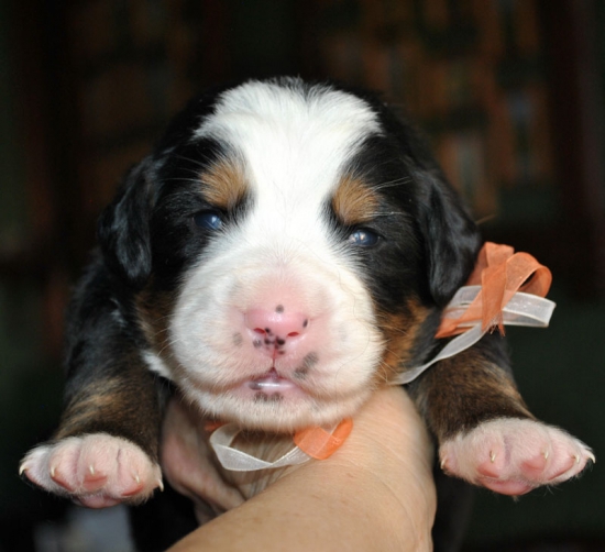 f wh orang 2 weeks