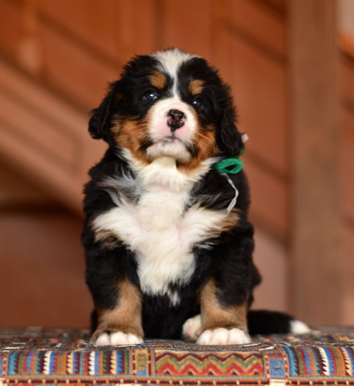5 weeks