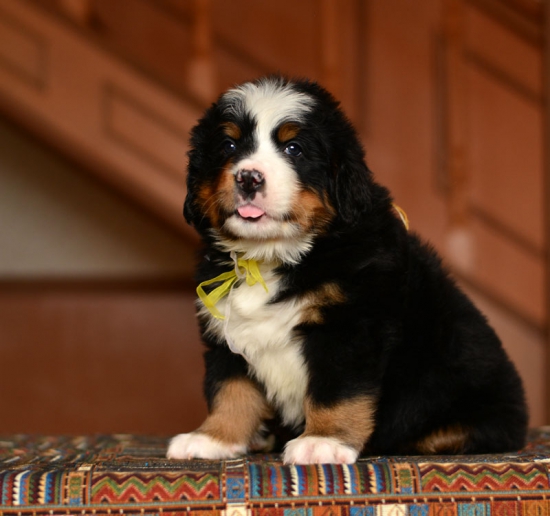 5 weeks2