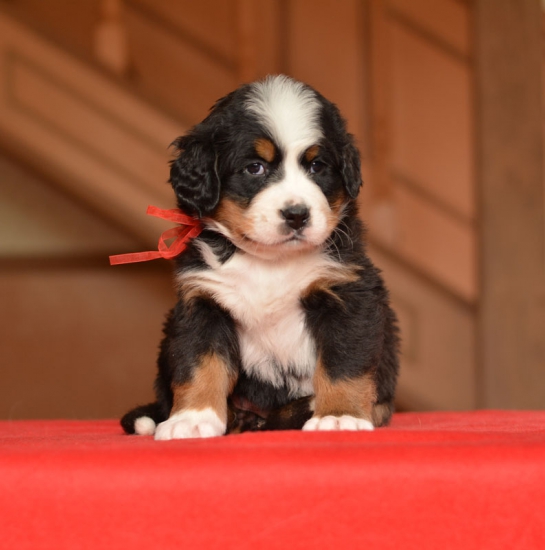 f red 5 weeks