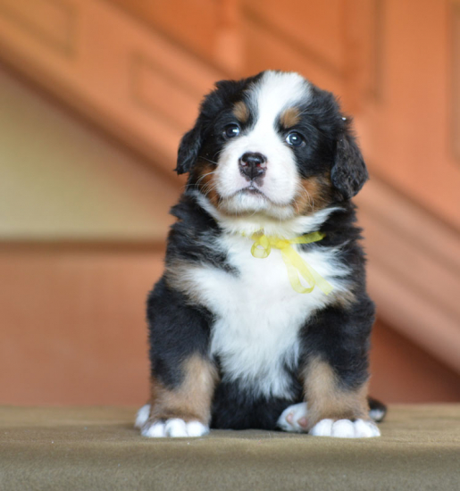 yellow 5 weeks 