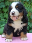 6weeks