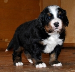 4weeks