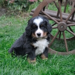 6 weeks 6