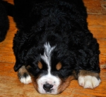 k grey 6weeks 1