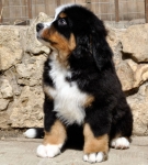 10 weeks 5