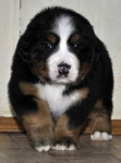 5 weeks 1