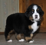 5 weeks 3