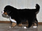 5 weeks 4
