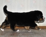5 weeks 5
