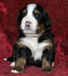 f brown 3weeks