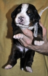 m white 14 days
