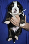 m white 3 weeks