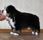 m white 5weeks 6