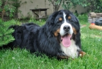 fester 5 years 3