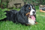fester 5 years 4