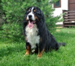 fester 5 years 5