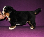 m red 4 weeks 6