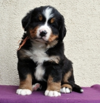 f orang 5 weeks