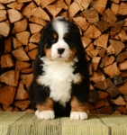 7 weeks 1