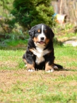 5 weeks 4