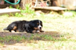 5 weeks 6