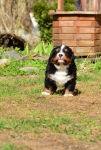 5 weeks 2