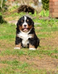 5 weeks 4