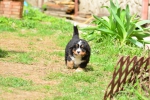 6 weeks 